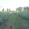 Finca en Gral. Alvear. Vides