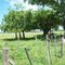 CORRALES PORCINOS.
