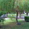 El Sauce del patio de casa