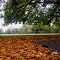    ✯  Día de otoño