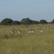 Fauna silvestre de Santa Fe