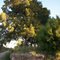 Arbol
