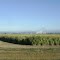 Plantación de Caña de Azúcar