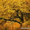 Golden Greenway