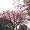 Jacaranda en Paraná