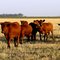 Vacas en el rastrojo