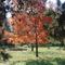 Otoño
