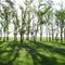 Verde primavera