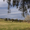 Park Lane Pasture Near Belmont TN