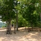 Norris lake Beach Trees