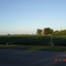 Campo de soja