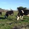 Campo con vacas