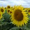 Girasoles, en El Torito