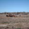 Vacas con hambre en Montoya