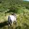 Cabalgata en La Cumbre