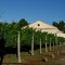 Bodega Altocedro