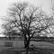 Tree at work