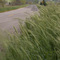 blowing weeds on FM 740