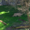 Pumas en la Pampa Argentina