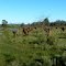 Arboles talados que vuelven a crecer (jfe)