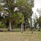 Venado Tuerto