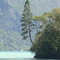 Cipres a orilllas del lago Tagua Tagua