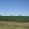 Plantaciones.