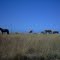 Caballos en Mar del Sur