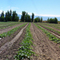Plantación de Melones en Lavalle - Mendoza