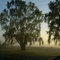 Early morning fog