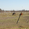 Basural de Lincoln
