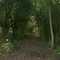 Interior del túnel vegetal - FCGMB