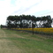 Girasoles en acceso norte a Lobería