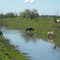 caballos en el "canal" Salgado y Ruta 205
