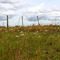 Un campo argentino