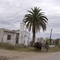 Capillita Tucumana