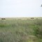 Lidas campeiras em La Pampa