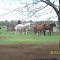 Campo Argentino
