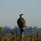 Carancho (jfe)