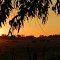 "Dorados del atardecer"