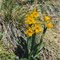  Orchidea...a Sayri con affetto
