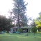 Arbol de Casa de Campo