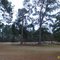 Cemetery in the Forest