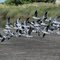 Gaviotas, Laguna de Los Horcones