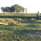 Monte de ecucaliptus en el Arroyo Correa