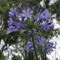 Agapanthus africanus o Lirio africano o Agapanto. Dedicada a Sofia Kawka do Prado.