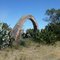 Arco