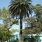 palmera y timbó