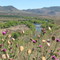 Rio Aluminé
