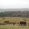 Touros Hereford em dia chuvoso de outono